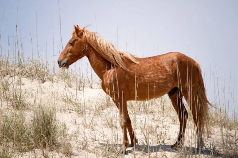 picture of a wild horse in the outer banks